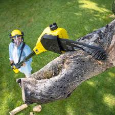 Best Tree and Shrub Care  in Kathleen, FL