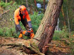 How Our Tree Care Process Works  in  Kathleen, FL