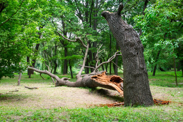 Seasonal Cleanup (Spring/Fall)