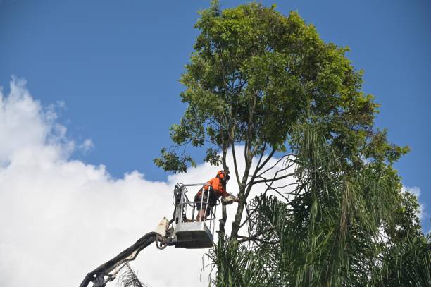 Best Fruit Tree Pruning  in Kathleen, FL